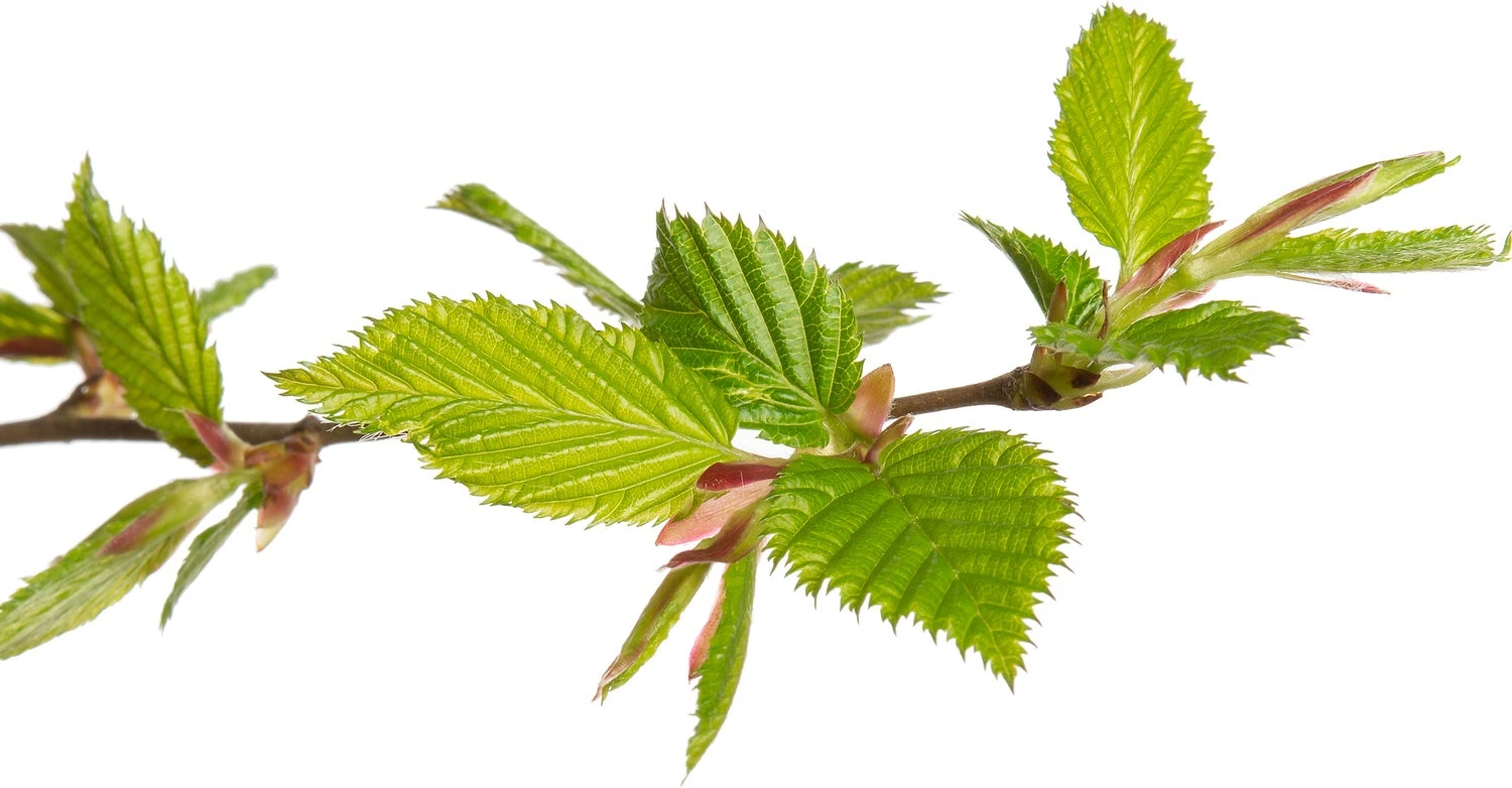 Haagbeuk (Carpinus Betulus PL 60-80) D 17 H 90 Cm 4 Haagbeuk (Carpinus Betulus PL 60-80) D 17 H 90 Cm - Afbeelding 2