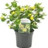 Hertshooi (Hypericum 'Miracle Blizz') D 17 H 25 Cm -Talen Tools Winkel 8717263521754