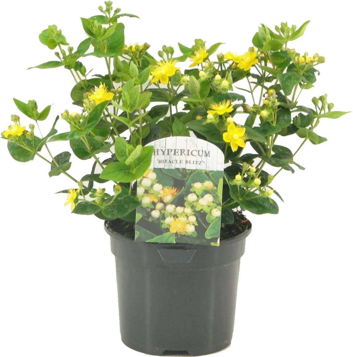Hertshooi (Hypericum 'Miracle Blizz') D 17 H 25 Cm