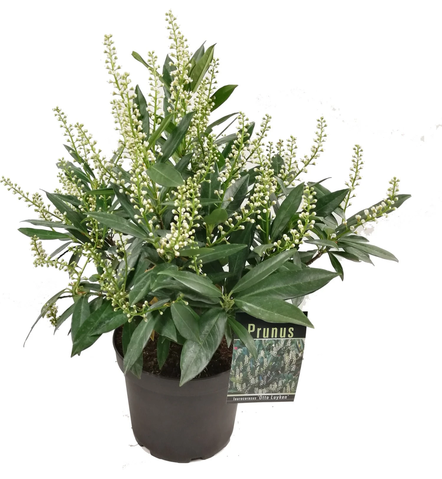 Laurierkers (Prunus Laurocerasus 'Otto Luyken') D 23 H 40 Cm 3 Laurierkers (Prunus Laurocerasus 'Otto Luyken') D 23 H 40 Cm