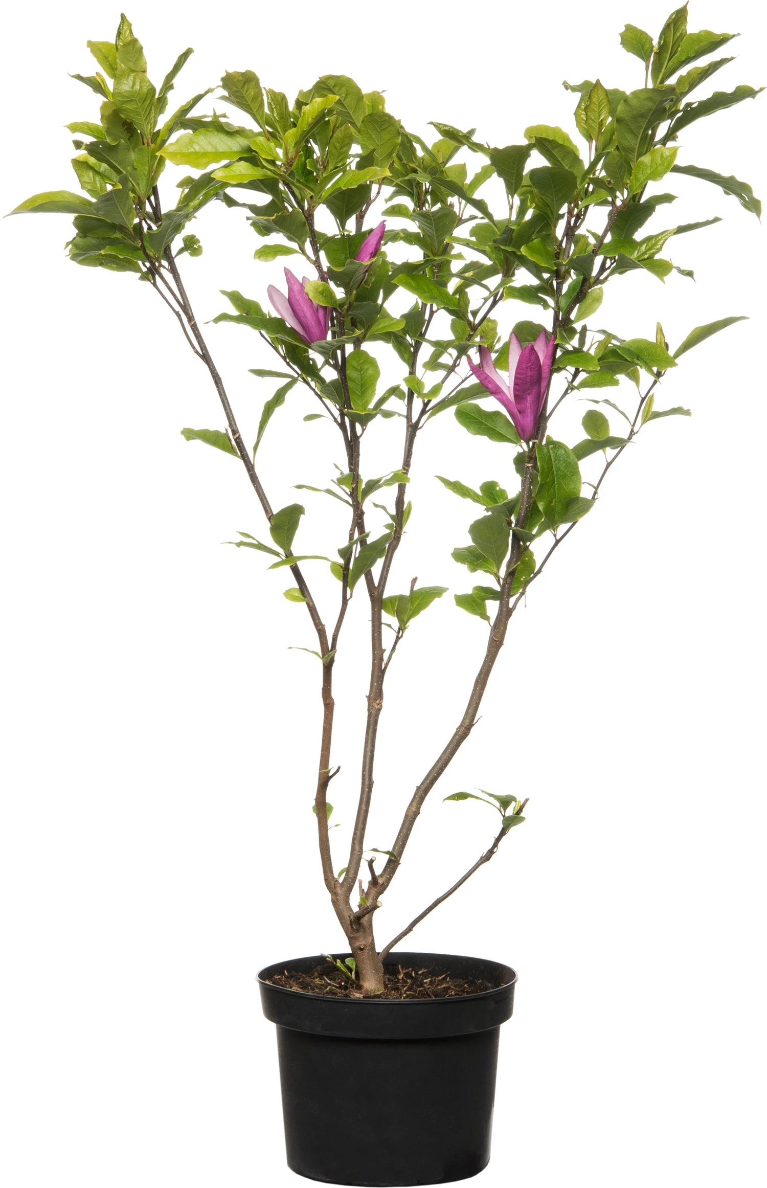 Beverboom (Magnolia Liliiflora 'Nigra') D 23 H 40 Cm 3 Beverboom (Magnolia Liliiflora 'Nigra') D 23 H 40 Cm