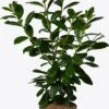 Laurierkers (Prunus Laurocerasus 'Novita') D 26 H 80 Cm 2 Laurierkers (Prunus Laurocerasus 'Novita') D 26 H 80 Cm -Talen Tools Winkel 8717263525196 0