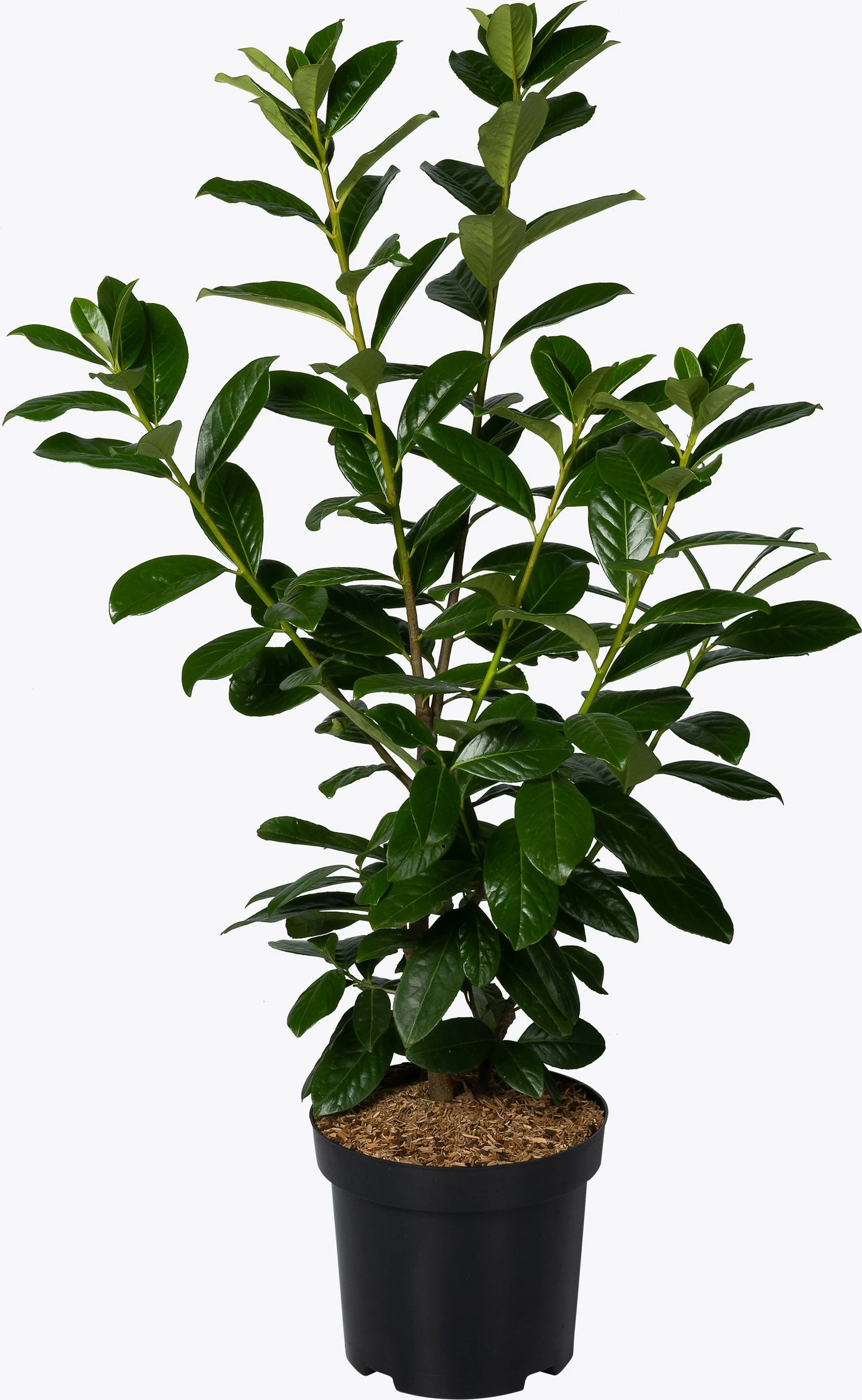 Laurierkers (Prunus Laurocerasus 'Novita') D 26 H 80 Cm 3 Laurierkers (Prunus Laurocerasus 'Novita') D 26 H 80 Cm