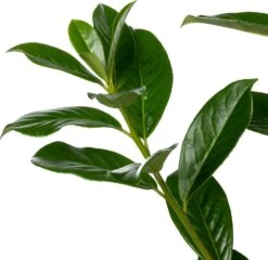 Laurierkers (Prunus Laurocerasus 'Novita') D 26 H 80 Cm 5 Laurierkers (Prunus Laurocerasus 'Novita') D 26 H 80 Cm -Talen Tools Winkel 8717263525196 1