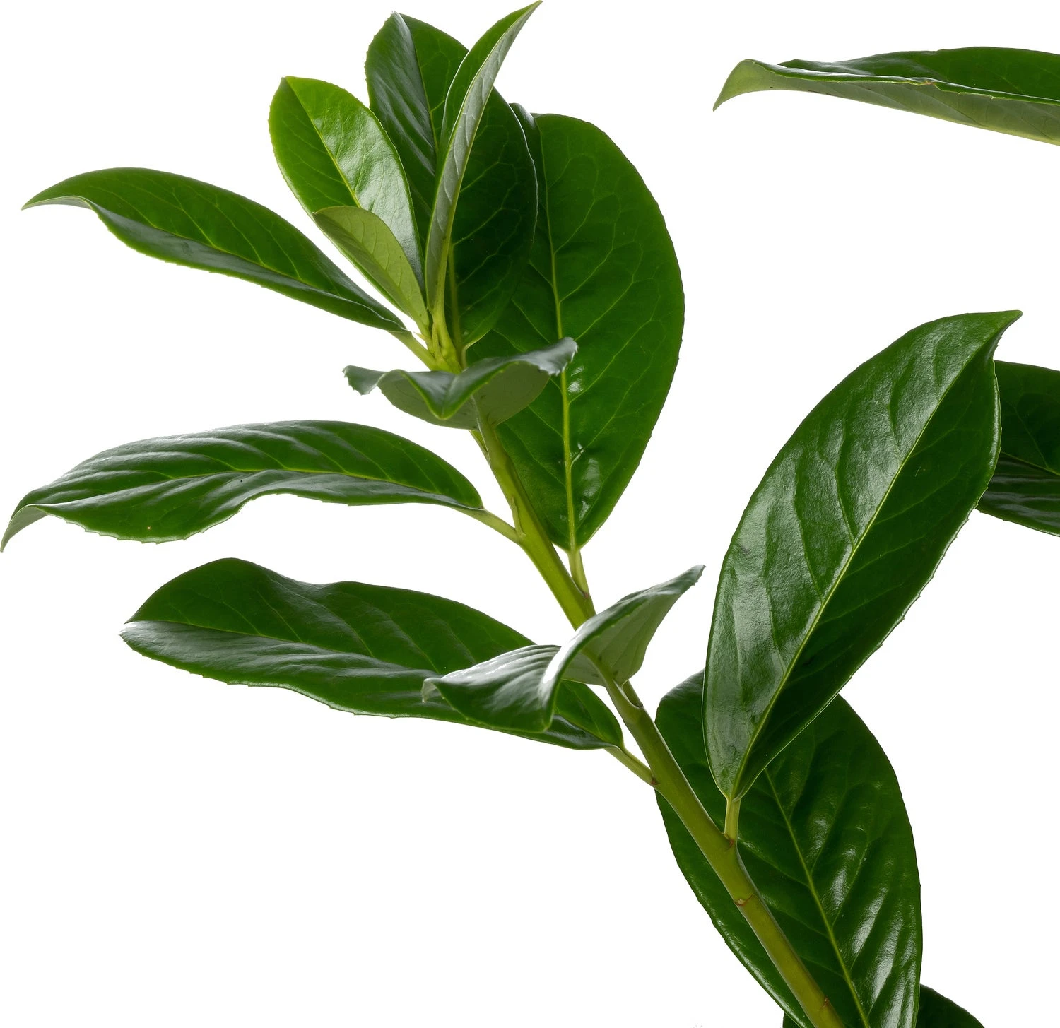 Laurierkers (Prunus Laurocerasus 'Novita') D 26 H 80 Cm 4 Laurierkers (Prunus Laurocerasus 'Novita') D 26 H 80 Cm - Afbeelding 2