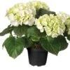Hortensia (Hydrangea Macrophylla 'Snow White') D 30 H 80 Cm 2 Hortensia (Hydrangea Macrophylla 'Snow White') D 30 H 80 Cm -Talen Tools Winkel 8717263527176 1