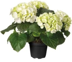 Hortensia (Hydrangea Macrophylla 'Snow White') D 30 H 80 Cm