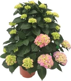 Hortensia (Hydrangea Macrophylla 'Ankong') Roze D 30 H 80 Cm