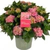 Boerenhortensia (Hydrangea Macrophylla) Roze D 29 H 60 Cm 2 Boerenhortensia (Hydrangea Macrophylla) Roze D 29 H 60 Cm -Talen Tools Winkel 8717263554370 1
