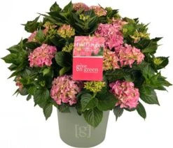 Boerenhortensia (Hydrangea Macrophylla) Roze D 29 H 60 Cm