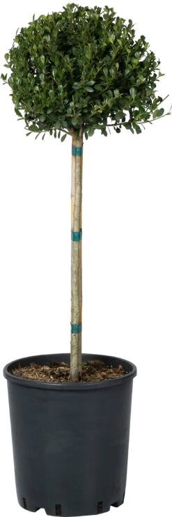 Japanse Hulst Op Stam (Ilex Crenata 'Dark Green') D 34 H 120 Cm