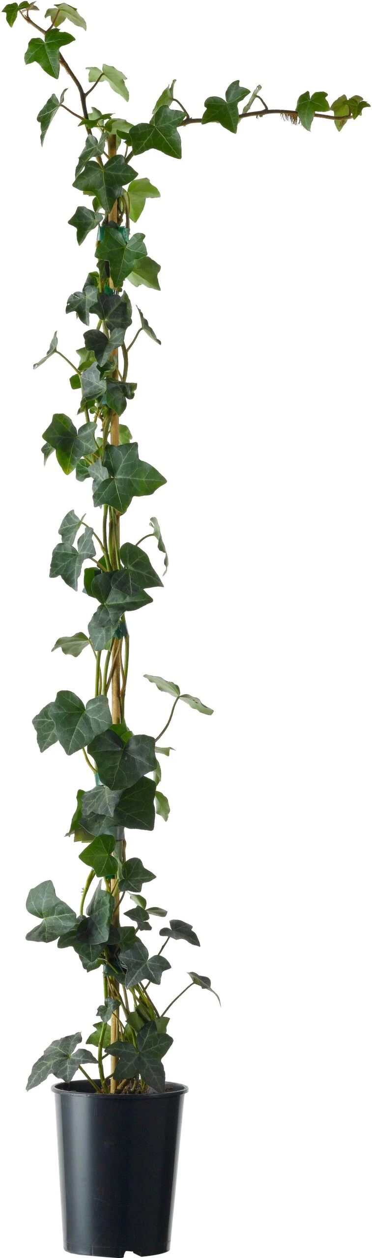 Klimop (Hedera Hibernica) D 11 H 90 Cm 3 Klimop (Hedera Hibernica) D 11 H 90 Cm