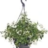 Jasmijn (Jasminum Polyanthum) D 23 H 35 Cm -Talen Tools Winkel 8717263568872
