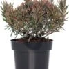 Lavendelheide (Andromeda Polifolia 'Blue Ice') D 17 H 35 Cm -Talen Tools Winkel 8717263580430 1
