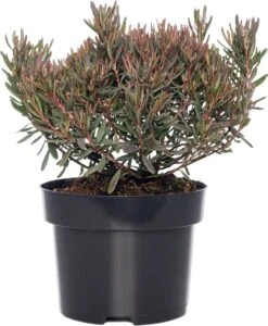 Lavendelheide (Andromeda Polifolia 'Blue Ice') D 17 H 35 Cm