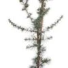 Blauwe Ceder (Cedrus Libani 'Glauca') D 30 H 175 Cm -Talen Tools Winkel 8717263582892 0 1