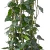 Klimop (Hedera Hibernica 'Fleura Terrazza') D 27 H 100 Cm 1 Klimop (Hedera Hibernica 'Fleura Terrazza') D 27 H 100 Cm -Talen Tools Winkel 8717263584537