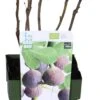 Biologische Vijg (Ficus Carica 'Gustissimo Perretta®') D 13 H 40 Cm -Talen Tools Winkel 8717263584940 1