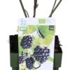 Biologische Braam (Rubus Fruticosus 'Navaho-R- Summerlong') D 13 H 40 Cm 2 Biologische Braam (Rubus Fruticosus 'Navaho-R- Summerlong') D 13 H 40 Cm -Talen Tools Winkel 8717263585022 1