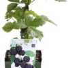 Gewone Braam (Rubus Fruticosus) D 13 H 45 Cm 1 Gewone Braam (Rubus Fruticosus) D 13 H 45 Cm -Talen Tools Winkel 8717263585046 1