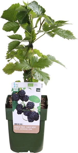 Gewone Braam (Rubus Fruticosus) D 13 H 45 Cm 3 Gewone Braam (Rubus Fruticosus) D 13 H 45 Cm