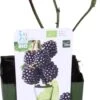 Biologische Braam (Rubus Fruticosus 'Navaho Big And Early') D 13 H 40 Cm 2 Biologische Braam (Rubus Fruticosus 'Navaho Big And Early') D 13 H 40 Cm -Talen Tools Winkel 8717263585053 1