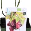 Biologische Loganbes (Rubus 'Loganberry') D 13 H 40 Cm -Talen Tools Winkel 8717263585084 1