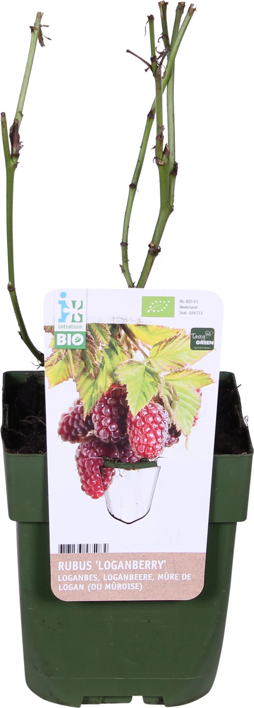 Biologische Loganbes (Rubus 'Loganberry') D 13 H 40 Cm 3 Biologische Loganbes (Rubus 'Loganberry') D 13 H 40 Cm