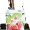 Biologische Zomerframboos (Rubus Idaeus 'Malling Promise') D 19 H 60 Cm 1 Biologische Zomerframboos (Rubus Idaeus 'Malling Promise') D 19 H 60 Cm -Talen Tools Winkel 8717263585268 1
