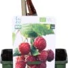 Biologische Herfstframboos (Rubus Idaeus 'Heritage') D 19 H 60 Cm -Talen Tools Winkel 8717263585275 1