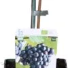 Biologische Pitarme Blauwe Druif (Vitis Vinifera 'Venus') D 19 H 60 Cm
