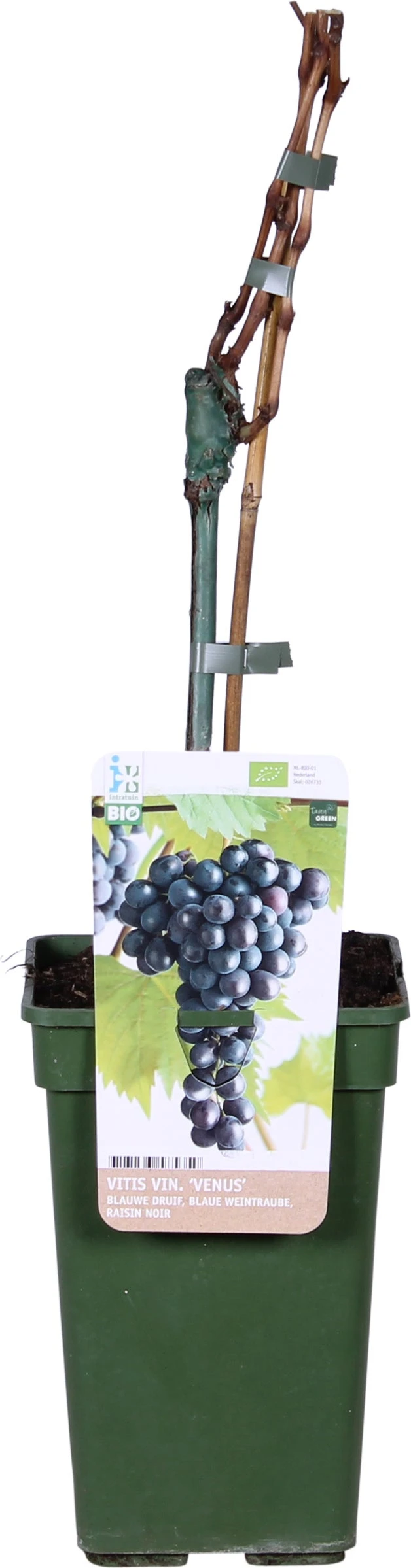 Biologische Pitarme Blauwe Druif (Vitis Vinifera 'Venus') D 19 H 60 Cm 2 Biologische Pitarme Blauwe Druif (Vitis Vinifera 'Venus') D 19 H 60 Cm