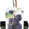 Biologische Braam (Rubus Fruticosus 'Navaho Big And Early®') D 19 H 60 Cm -Talen Tools Winkel 8717263585367 1