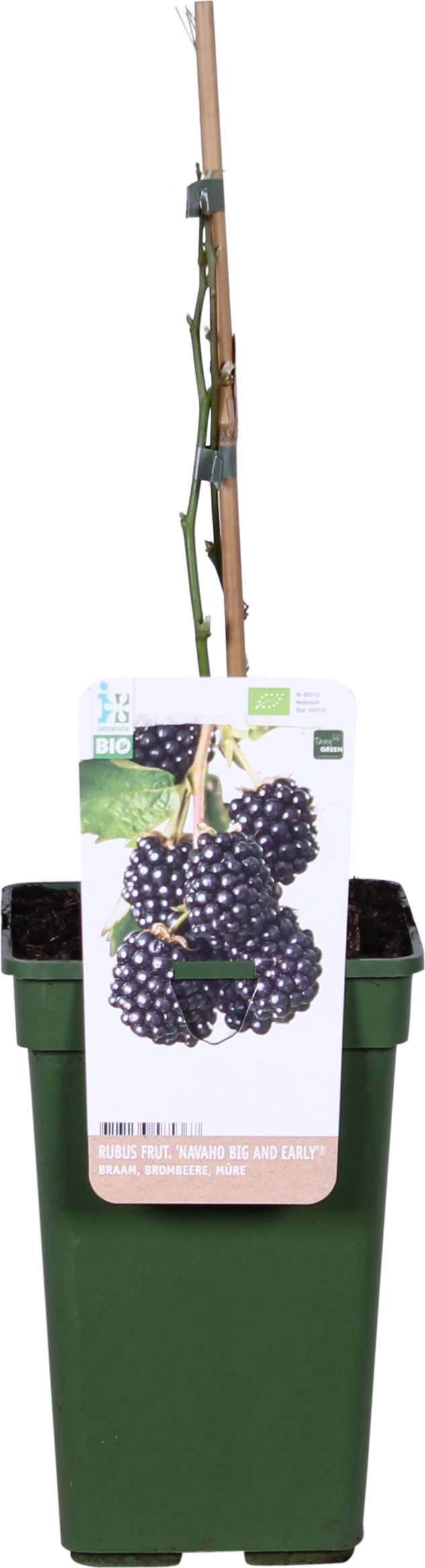 Biologische Braam (Rubus Fruticosus 'Navaho Big And Early®') D 19 H 60 Cm 3 Biologische Braam (Rubus Fruticosus 'Navaho Big And Early®') D 19 H 60 Cm