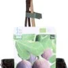 Biologische Vijg (Ficus Carica 'Perretta®') D 19 H 60 Cm -Talen Tools Winkel 8717263585398 1
