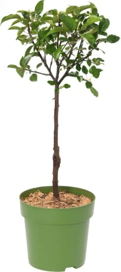Biologische Appelboom (Malus Domestica 'Golden Delicious') D 23 H 80 Cm