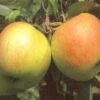 Biologische Appel (Malus Domestica 'James Grieve') D 23 H 80 Cm -Talen Tools Winkel 8717263587446