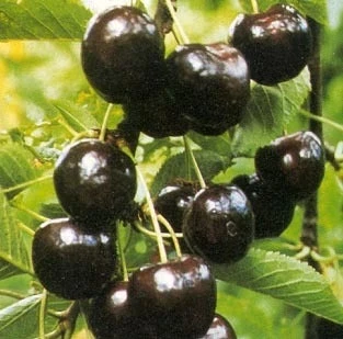 Biologische Zoete Kers (Prunus Avium 'Regina') D 26 H 150 Cm 4 Biologische Zoete Kers (Prunus Avium 'Regina') D 26 H 150 Cm - Afbeelding 2