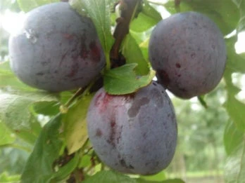 Biologische Pruim (Prunus Domestica 'Opal') D 26 H 150 Cm 4 Biologische Pruim (Prunus Domestica 'Opal') D 26 H 150 Cm - Afbeelding 2