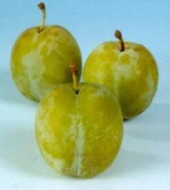 Biologische Pruim (Prunus Domestica 'Reine-Claude D'Oullins') D 26 H 150 Cm -Talen Tools Winkel 8717263587606 2