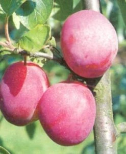 Biologische Pruim (Prunus Domestica 'Victoria') D 26 H 150 Cm -Talen Tools Winkel 8717263587613 1 1