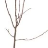 Biologische Stoofpeer (Pyrus Communis 'Gieser Wildeman') D 26 H 150 Cm -Talen Tools Winkel 8717263587620