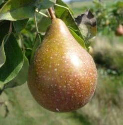 Biologische Stoofpeer (Pyrus Communis 'Gieser Wildeman') D 26 H 150 Cm -Talen Tools Winkel 8717263587620 1 1