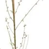 Biologische Platte Perzik (Prunus Persica 'Sandwich') Geel D 26 H 150 Cm 2 Biologische Platte Perzik (Prunus Persica 'Sandwich') Geel D 26 H 150 Cm -Talen Tools Winkel 8717263587675