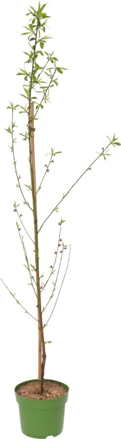 Biologische Platte Perzik (Prunus Persica 'Sandwich') Geel D 26 H 150 Cm