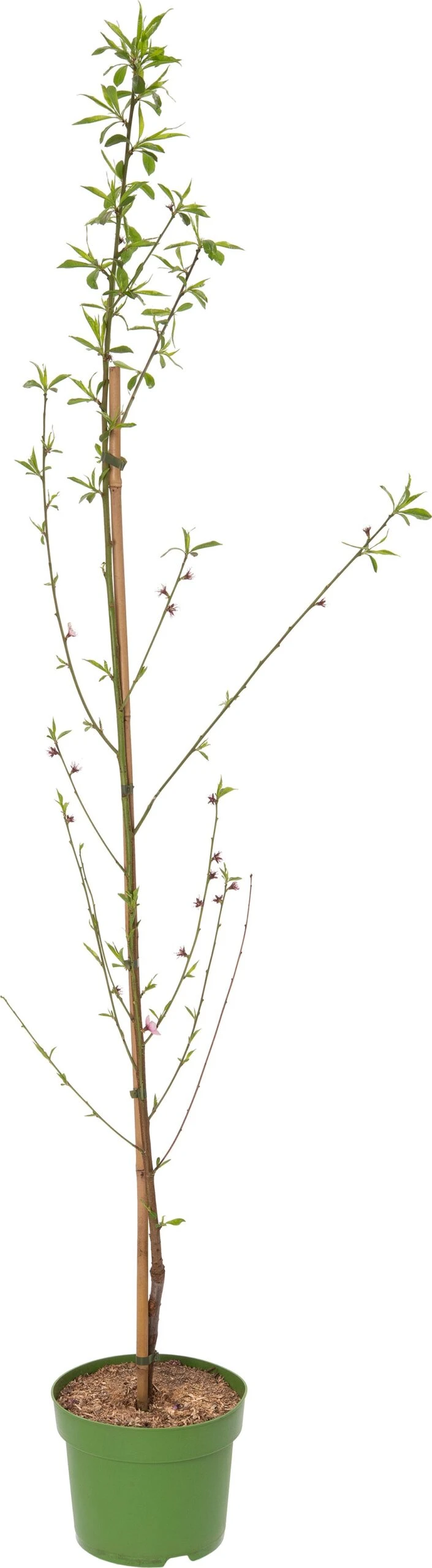 Biologische Platte Perzik (Prunus Persica 'Sandwich') Wit D 26 H 150 Cm 3 Biologische Platte Perzik (Prunus Persica 'Sandwich') Wit D 26 H 150 Cm
