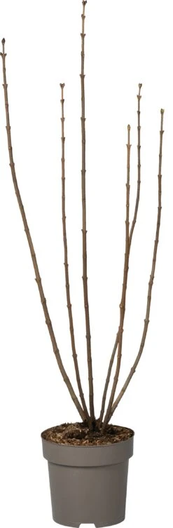 Sering (Syringa Vulgaris 'Mme Antoine Buchner') D 27 H 80 Cm -Talen Tools Winkel 8717263590262 1