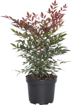 Hemelse Bamboe (Nandina Domestica 'Gulfstream') D 19 H 30 Cm