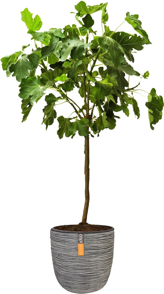 Vijg Op Stam (Ficus Carica) D 32 H 140 Cm 3 Vijg Op Stam (Ficus Carica) D 32 H 140 Cm