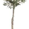 Olijfboom (Olea Europaea) D 24 H 110 Cm
